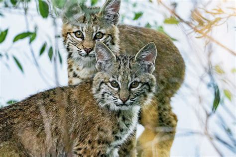 Bobcat Cubs Photograph by Marcelo Forte - Fine Art America