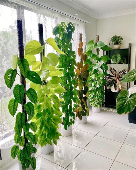 Low Light Indoor Plants That Clean Air | Shelly Lighting