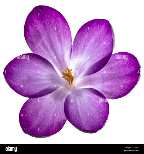 Purple flowers of crocus, isolated on white background Stock Photo - Alamy