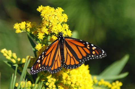 Idaho State Insect Lesson: The Monarch Butterfly - Owlcation