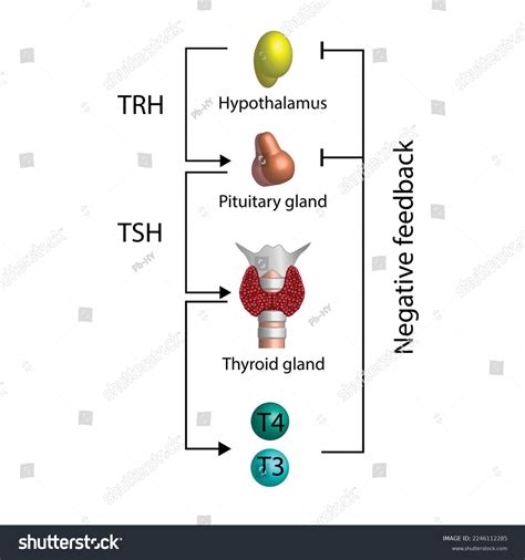 Feedback Loop Controlling Thyroid Hormone Secretion Stock Vector (Royalty Free) 2246112285 ...