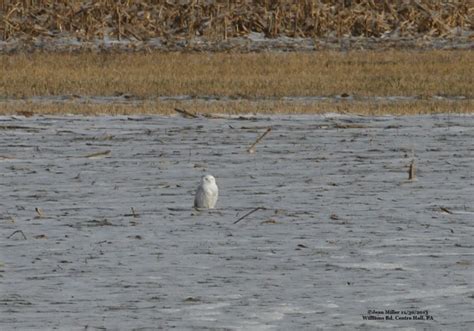 Snowy Owl - Centre County, PA by Alex Lamoreaux | Nemesis Bird