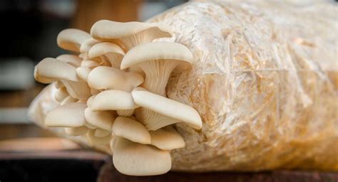 The Best Magic Mushroom Grow Kit of 2021: A Top 5 Review - My Mushroom Tips