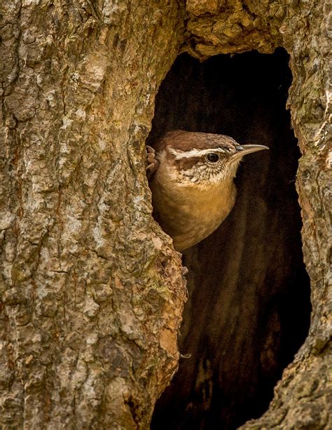 Winter Wren Nest