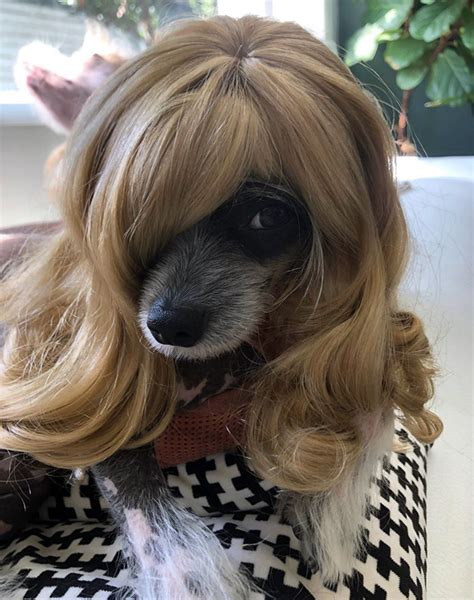 Apparently Dogs In Wigs Is an Instagram Trend…