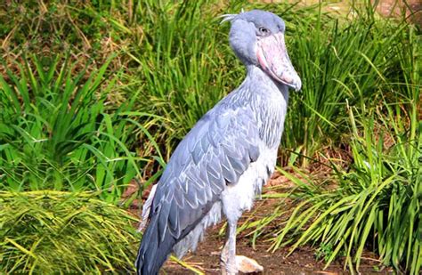 Shoebill Stork - Description, Habitat, Image, Diet, and Interesting Facts