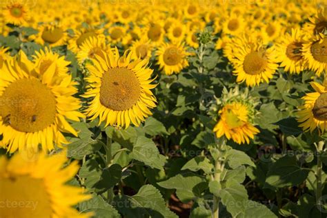 sunflower field view 10372977 Stock Photo at Vecteezy