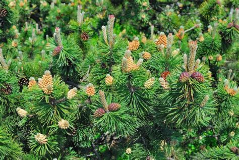 Mugo Pine Pruning - Learn How To Prune A Mugo Pine