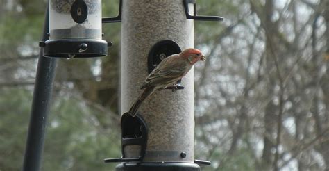 Feed the birds | Reeves Reed Arboretum