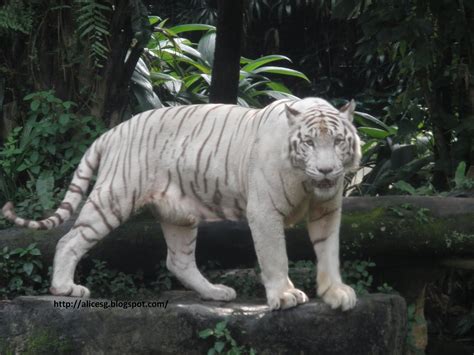 Alicesg-Singaporemyhome: My World Tuesday - Singapore Zoo - White Tiger