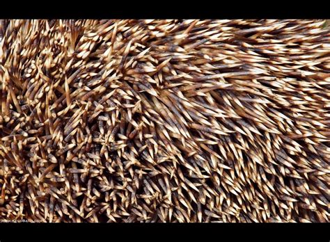 Hedgehog Spines by KeldBach on deviantART | Hedgehog, Spines, How to dry basil