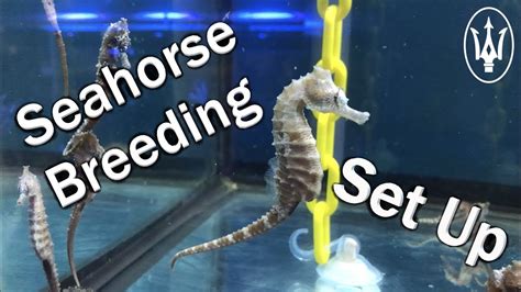 Inside Our Seahorse Breeding Facility! - YouTube