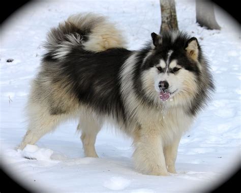 Alaskan Malamute , - Husky Puppies Long Hair, Alaskan Malamute Puppy HD wallpaper | Pxfuel