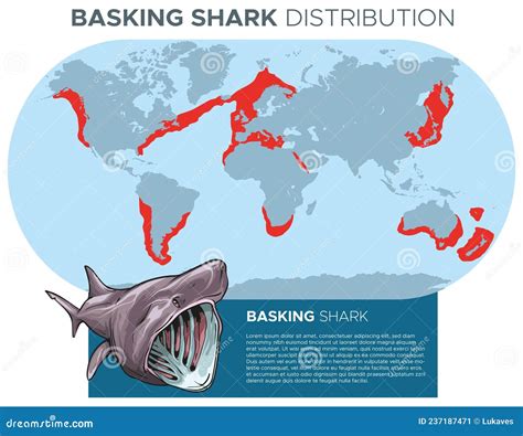 Distribución De Tiburones Peregrinos Ilustración del Vector - Ilustración de modelo, rutas ...