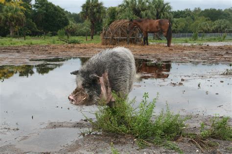 A pot belly pig named “You-glee” - Sun City Stables