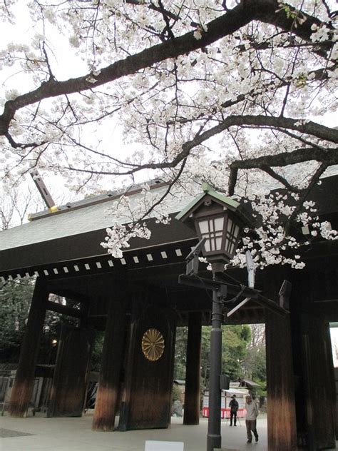 Cherry Blossoms Yasukuni Shrine - Free photo on Pixabay - Pixabay