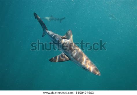 187 Copper Shark Images, Stock Photos & Vectors | Shutterstock