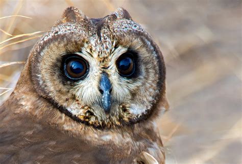 Close-up Of African Grass Owl Tyto Photograph by Panoramic Images ...