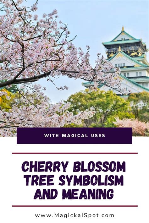 Japanese Cherry Blossom Symbolism and Meaning [Sakura Tree]