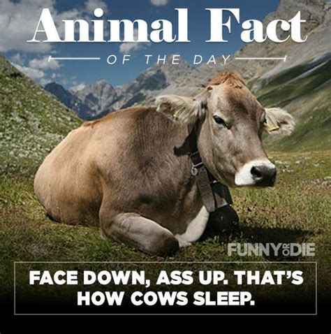 25 Funny Animal Facts That Might Make You Pee a Little