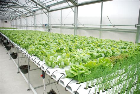 How Can Hydroponics Get A Boost From Artificial Intelligence