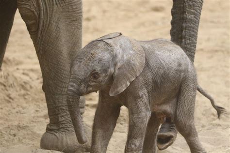 Omaha Zoo Welcomes its First Two African Elephant Calves in One Month