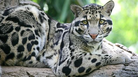 Clouded Leopard Information, Facts, Habitat, Adaptations, Baby, Pictures