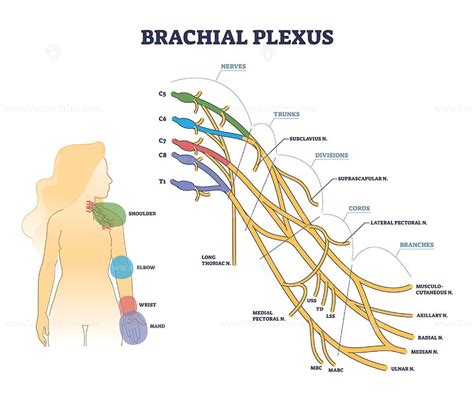 Brachial plexus structure as isolated shoulder nerves network outline diagram - VectorMine