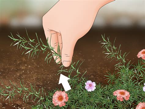 4 Ways to Grow Moss Rose - wikiHow