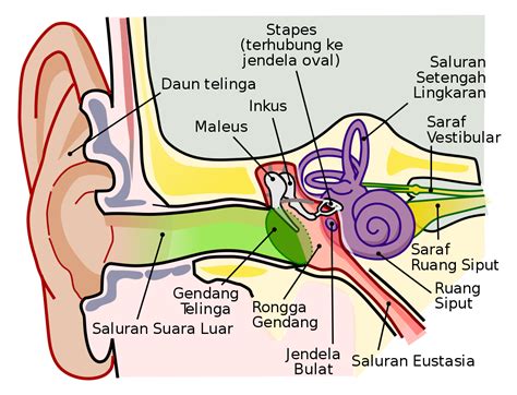 Gambar Dan Fungsi Bagian Bagian Telinga - IMAGESEE