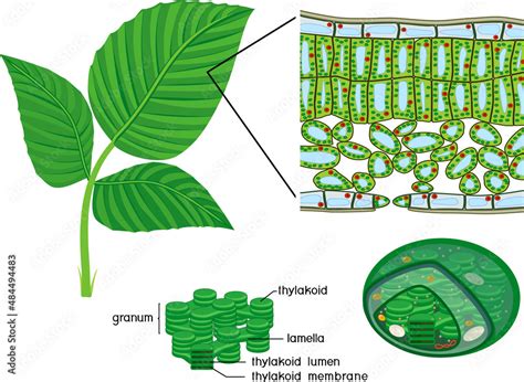 Chloroplast, thylakoid and sectional diagram of plant leaf microscopic structure isolated on ...