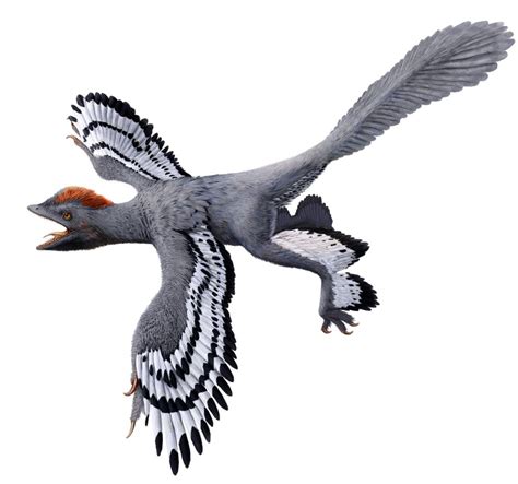 Here's a tiny Jurassic chicken dinosaur that lived 160 million years ago