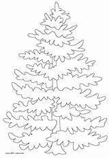 Spruce Tree Coloring Page sketch template