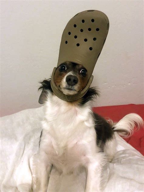 His Holiness The Pope: Pets With Crocs Hats - I Can Has Cheezburger? | Cute animal memes, Cute ...