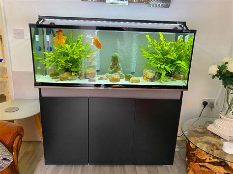 Goldfish In A Tank