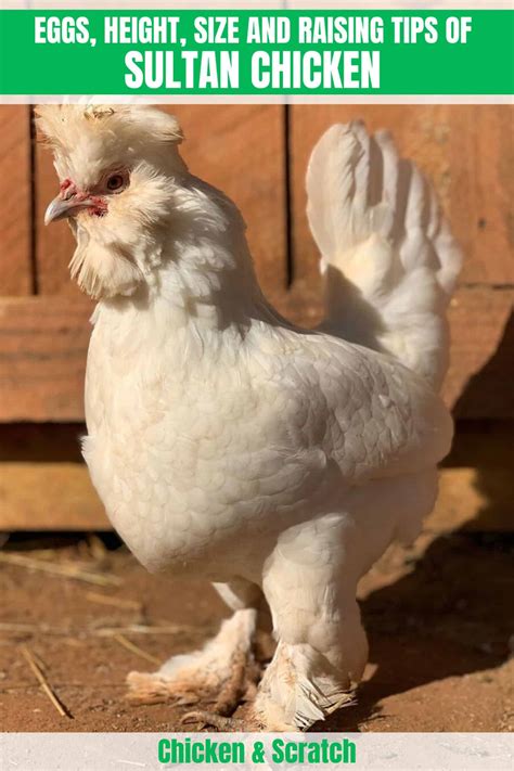 Sultan Chicken: Eggs, Height, Size and Raising Tips