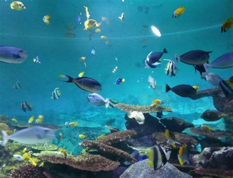 COEX AQUARIUM (Seoul) - All You Need to Know BEFORE You Go