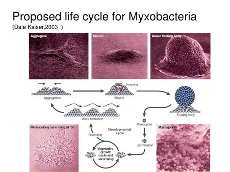 PPT - The Gliding Motility of Myxobacteria PowerPoint Presentation, free download - ID:4120101