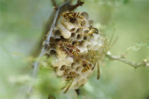 How and When to Control Paper Wasps