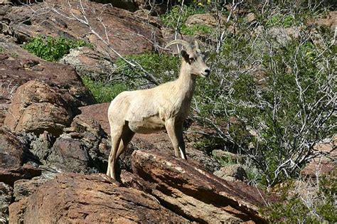 Bighorn Sheep - Bighorn - DesertUSA