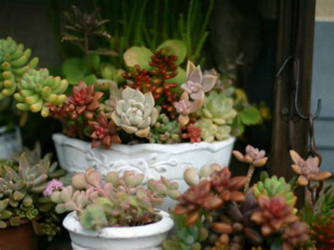 4 Tips for Growing Succulents Indoors During the Winter - World of ...