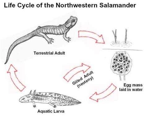 life cycle of a salamander | Cycle, Salamander