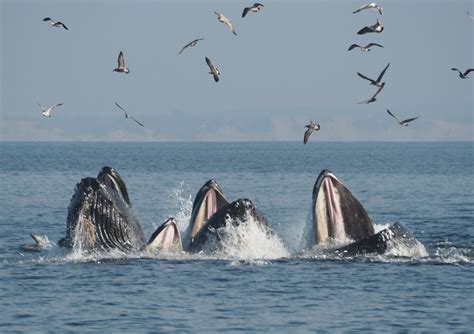 Finally, some good news about humpback whales | Popular Science