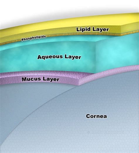 Tear layers schematic cross-section tear film illustration