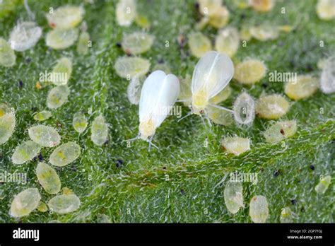 Adults, larvae and pupae of Glasshouse whitefly (Trialeurodes vaporariorum) on the underside of ...