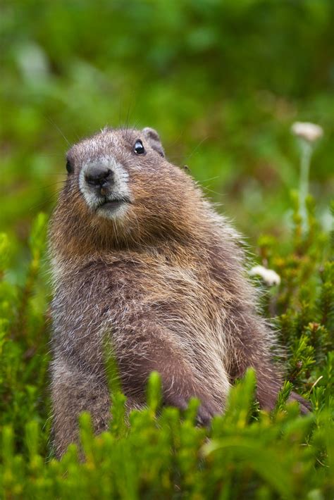 Young Olympic Marmot on Alert in Olympic National Park | Flickr