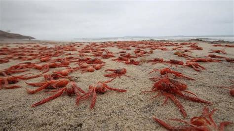 2.5 Millions of baby lobsters strand on Tijuana beaches - Strange Sounds