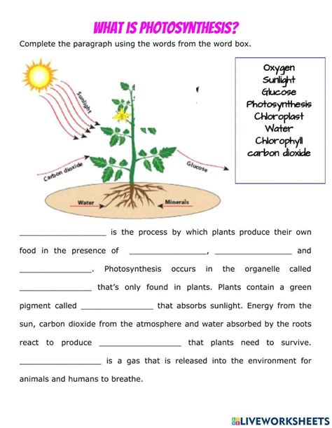 Unlocking the Secrets of Photosynthesis: A Student Worksheet with ...