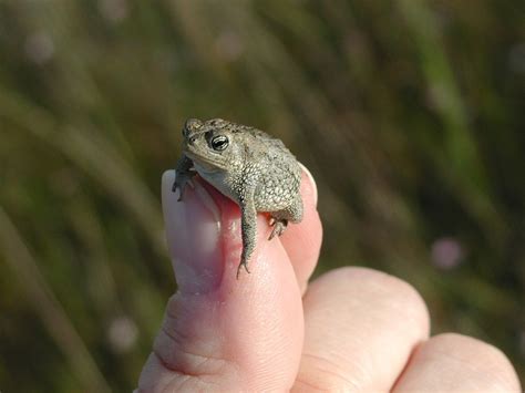 The oak toad (Anaxyrus quercicus) - this toad is considered to be the smallest toad species in ...