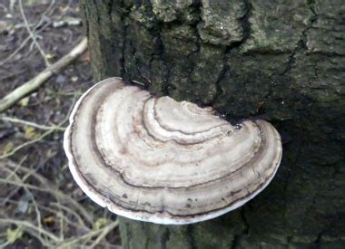 Artist's Conk Identification: Pictures, Habitat, Season & Spore Print | Ganoderma applanatum